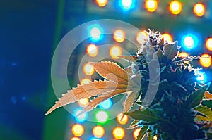 Cannabis and led grow lights