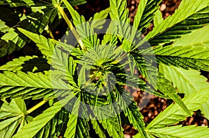 Cannabis Marijuana Leaf Plant Detail