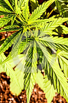 Cannabis Marijuana Leaf Plant Detail