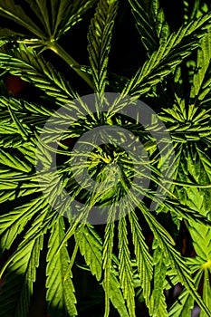 Cannabis Marijuana Leaf Plant Detail
