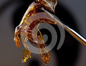 Cannabis oil concentrate aka shatter held on a dabbing tool