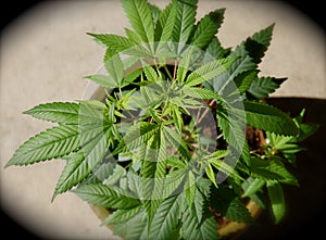 Cannabis plant