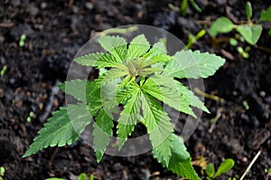 Cannabis plant