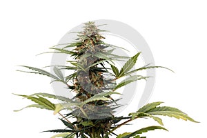 Cannabis plant