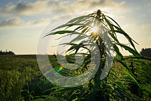 Cannabis plant in field