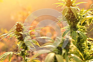 Cannabis plant growing outdoors, lit by warm morning light