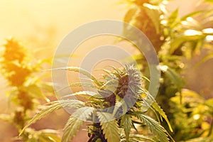 Cannabis plant growing outdoors, lit by warm morning light