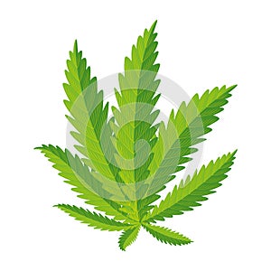 cannabis plant leafs nature icon