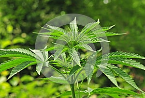 Cannabis plant