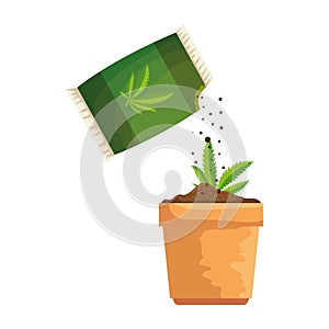 cannabis plant in pot with seeds bag