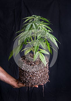 Cannabis plant previously potted in soil showing its roots