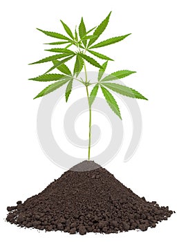 Cannabis plant in soil