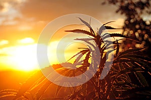 Cannabis plant at sunrise