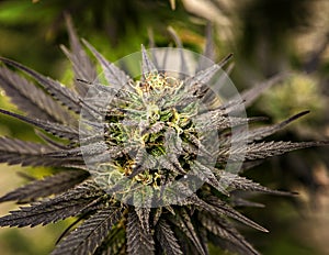 Cannabis Sativa bud