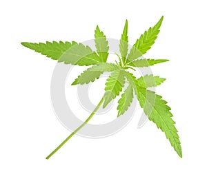 Cannabis sativa l plant on a white background