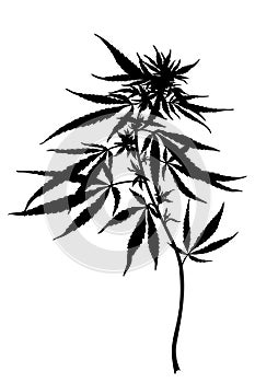 Cannabis sativa plant