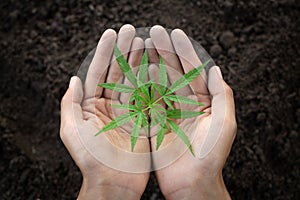 Cannabis trees in human hands that grow on fertile soil. Hemp  plant, Woman controls marijuana plants