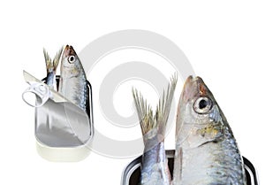 Canned fresh sardines isolated