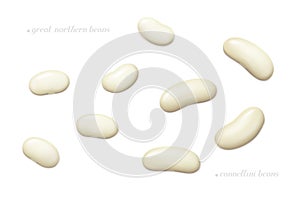 Great northern and cannellini beans isolated on white background. Top view photo