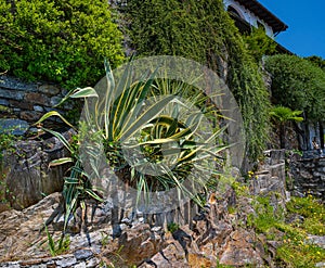 Cannero Riviera, Lake Maggiore. Big agave in the old town. Piedmont, Italian Lakes, Italy, Europe