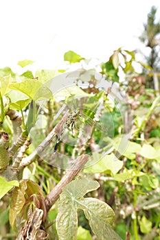 a cannibal dragonfly preys on and eats another dragonfly