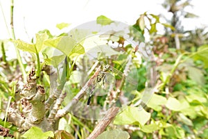 a cannibal dragonfly preys on and eats another dragonfly
