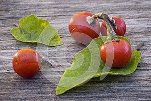 Cannibal's Tomato (Solanum uporo)