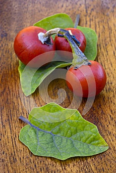 Cannibal's Tomato (Solanum uporo)