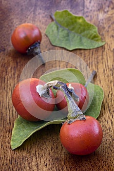 Cannibal's Tomato (Solanum uporo)