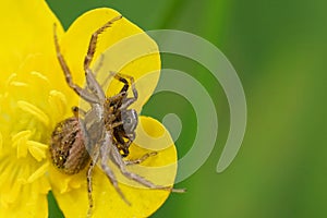 Cannibalism closeup on a female Crabspider, Xysticus, eating a male on a yellow buttercup flower
