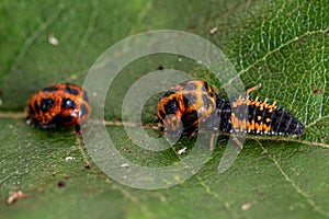 Cannibalism with the larva of a Harlequin ladybird beetle, Harmonia axyridis, eating a larva of the same species