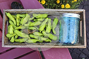 Canning Pepperoncini