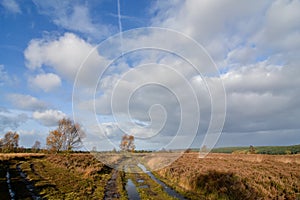 Cannock Chase Autumn Landscape over Heathland