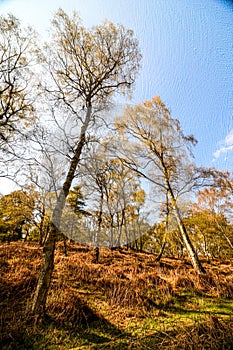 Cannock Chase Country Park, Staffordshire, West Midlands, England - oil painting on canvas.