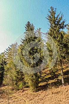 Cannock Chase Country Park, Staffordshire, West Midlands, England - oil painting on canvas.