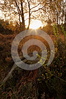 Cannock Chase Forest