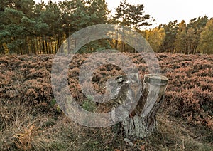 Cannock Chase Forest