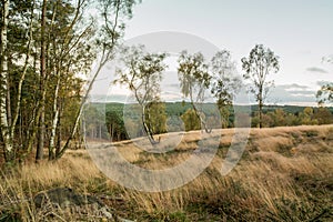 Cannock Chase Forest In Autumn photo