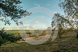 Cannock Chase Forest In Autumn photo