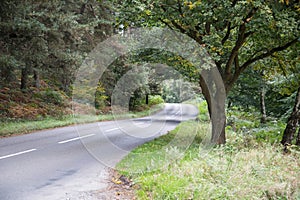 Cannock Chase Forest