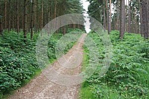 Cannock Chase photo