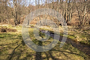 Cannock Chase Stepping Stones- Beautiful view with trees and running water