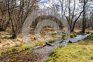 Cannock Chase Stepping Stones- Beautiful view with trees and running water