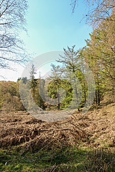 Cannock Chase Stepping Stones, England- Beautiful view with trees