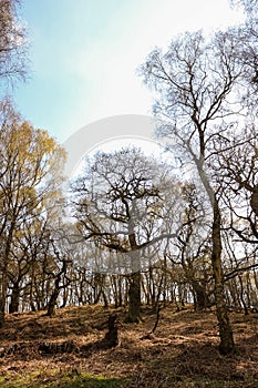 Cannock Chase Stepping Stones, England- Beautiful view with trees