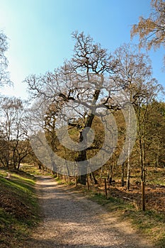 Cannock Chase Stepping Stones, England- Beautiful view with trees