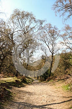 Cannock Chase Stepping Stones, England- Beautiful view with trees