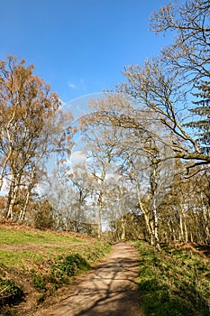 Cannock Chase Stepping Stones, England- Beautiful view with trees