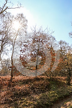 Cannock Chase Stepping Stones, England- Beautiful view with trees