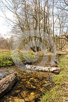 Cannock Chase Stepping Stones, England- Beautiful view with trees